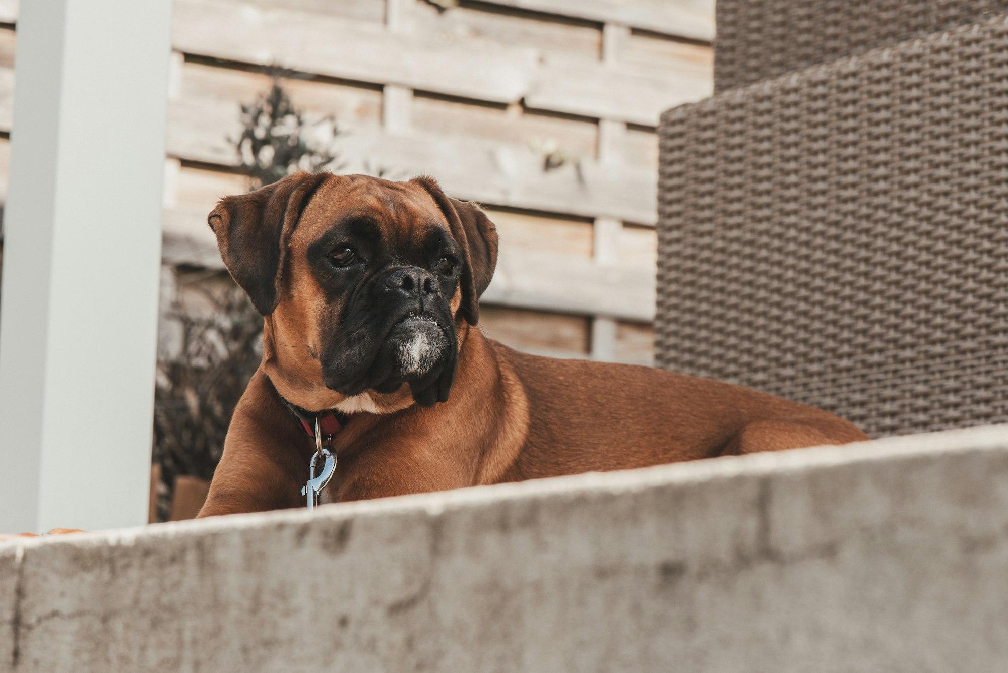 Discovering What Boxer Dogs Were Initially Bred For
