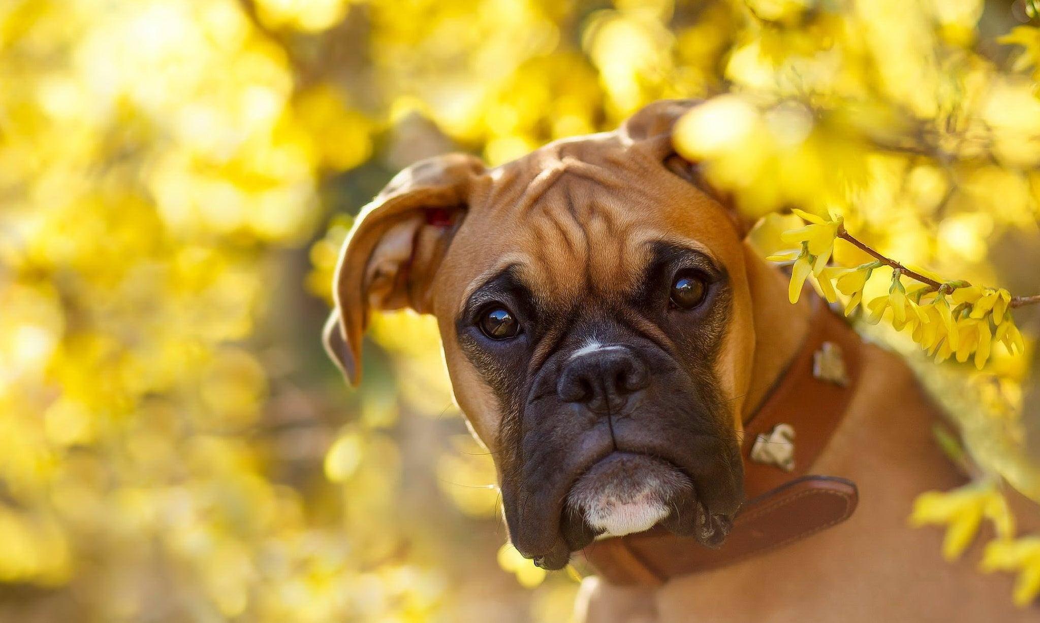 Boxers 101: Your Only Guide To This Loyal, Smart Breed – Wagr Petcare