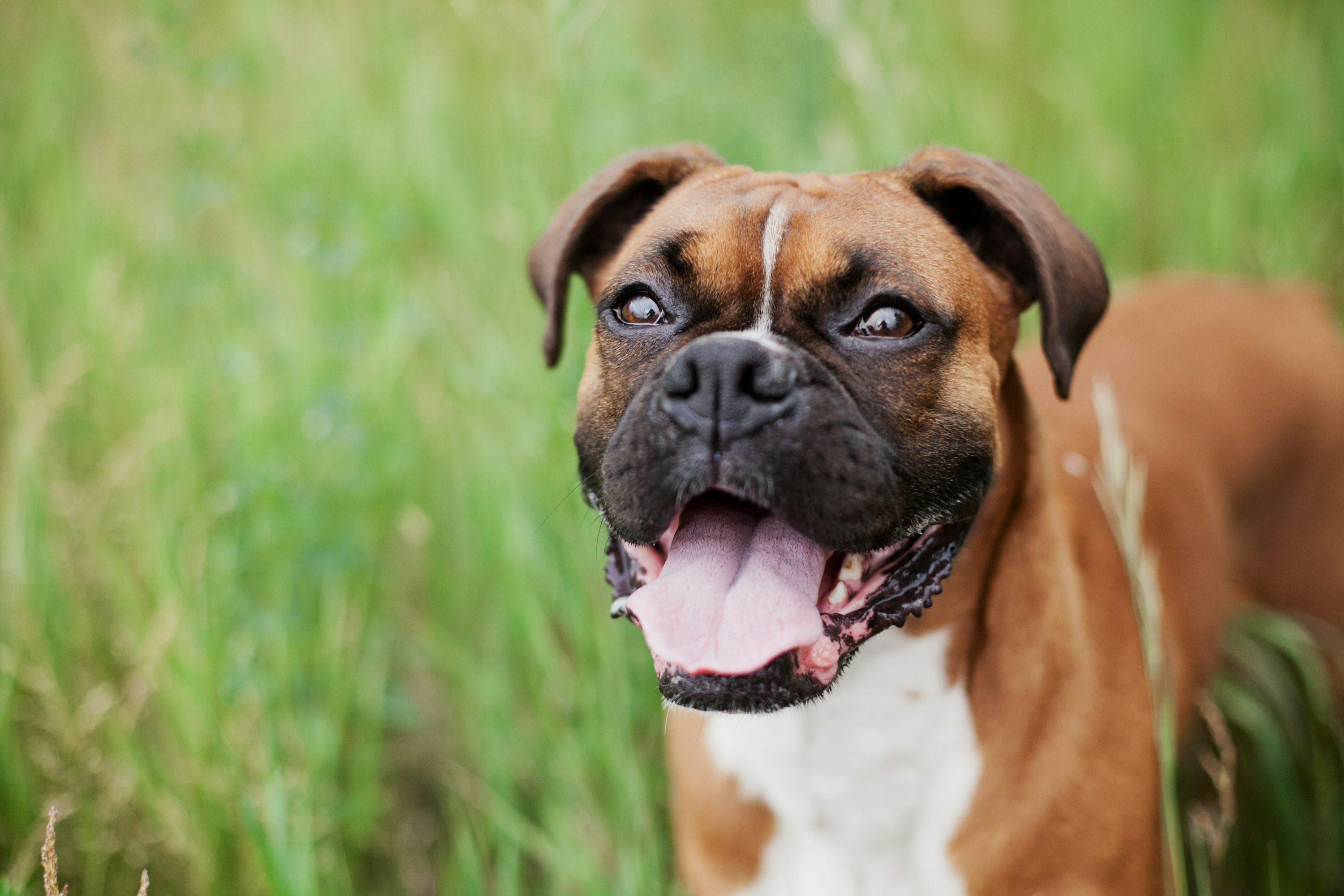 1000+ Boxer Dog Pictures | Download Free Images on Unsplash